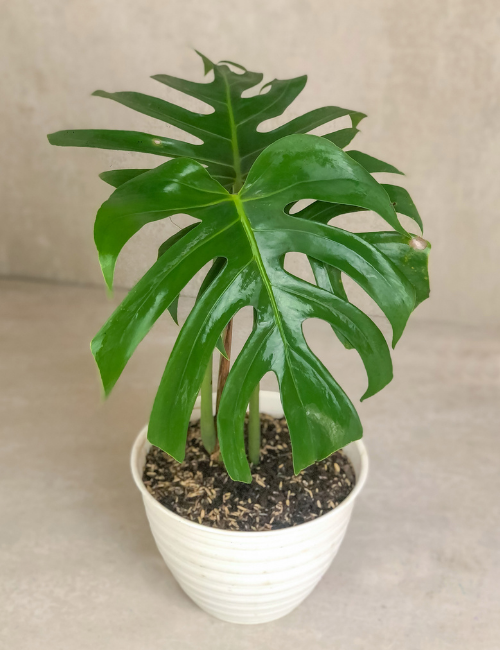 Monstera Borsigiana Tunas Sekar Bali